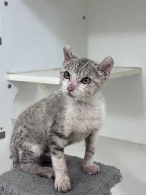 Blossom - Domestic Short Hair