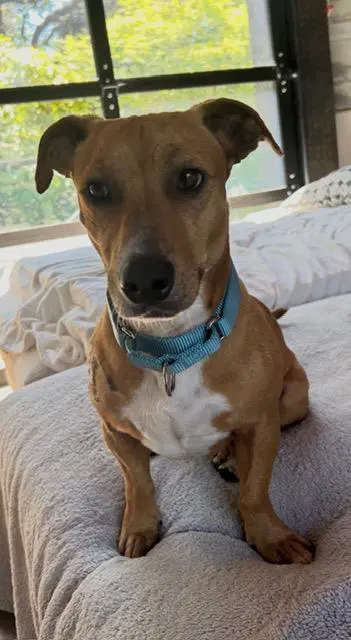 Lil Burger - Dachshund