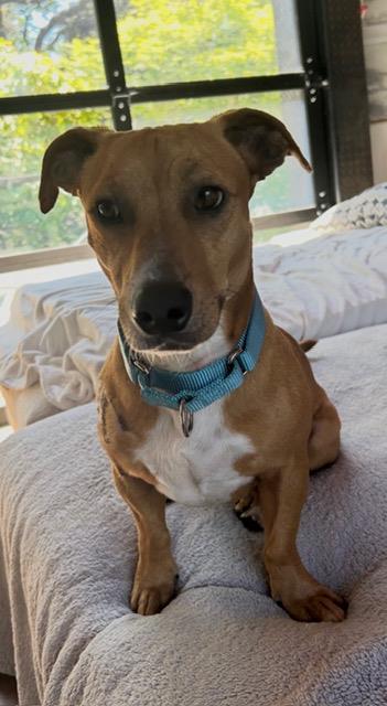 picture of the dog needing adoption