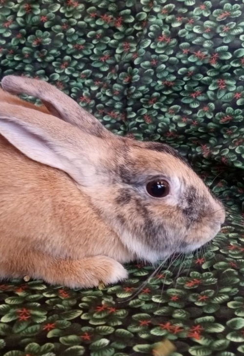 JASPER, a rabbit for adoption from Santa Barbara County Animal Services - Santa Barbara