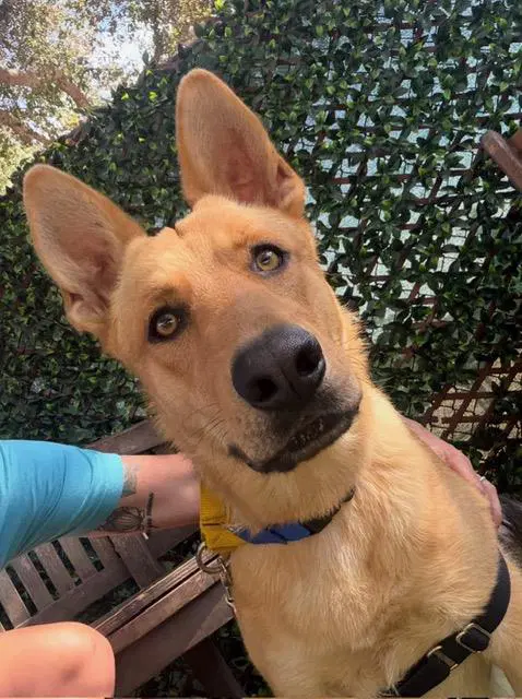 Rodney - German Shepherd Dog