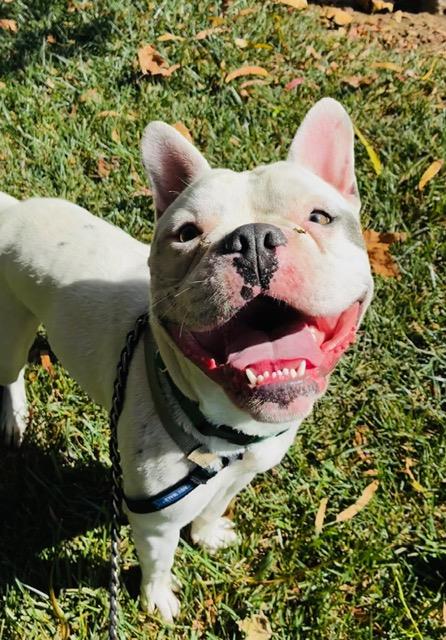 picture of the dog needing adoption