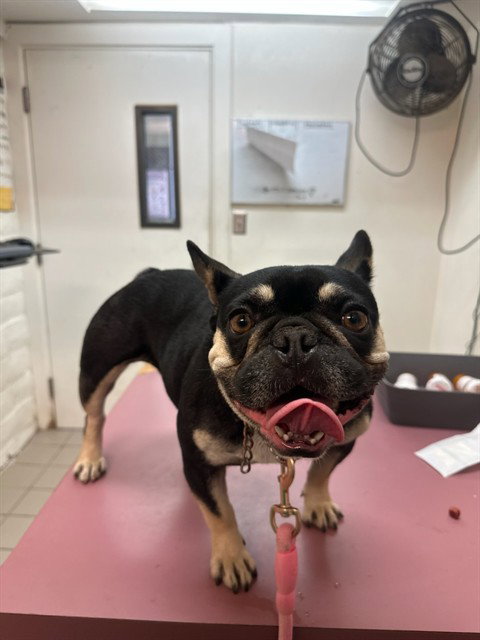 picture of the dog needing adoption