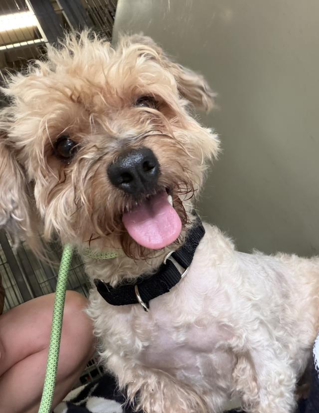Ewok