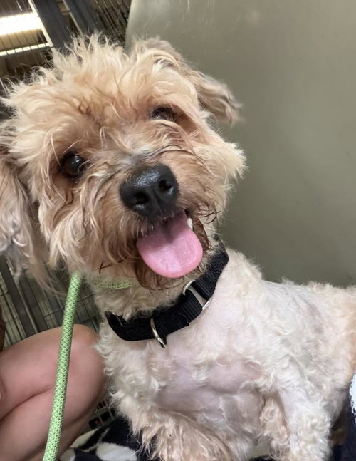 picture of the dog needing adoption