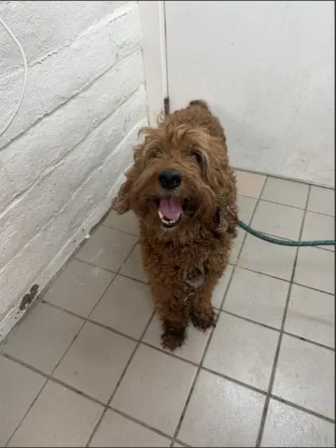 Duke - Poodle (Miniature)