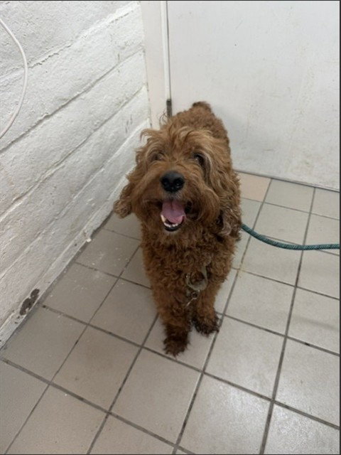 picture of the dog needing adoption
