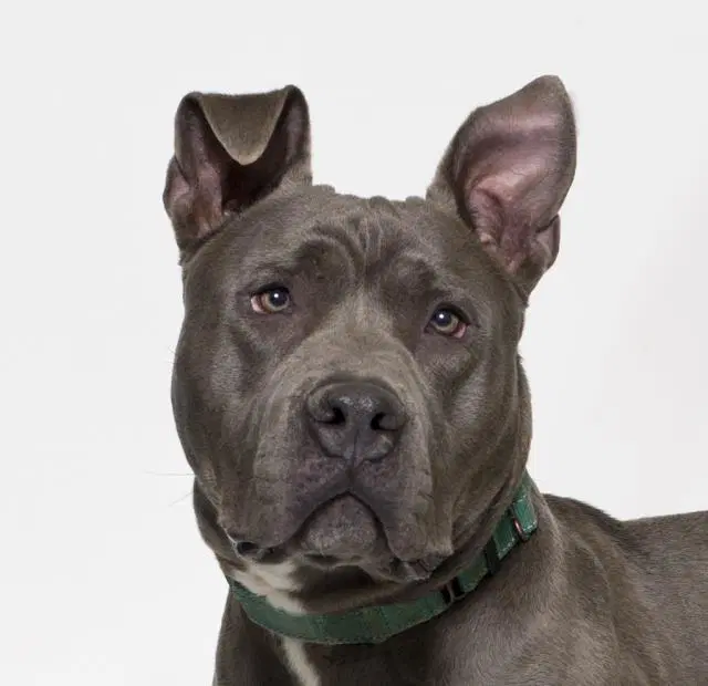 Hank - Pit Bull Terrier