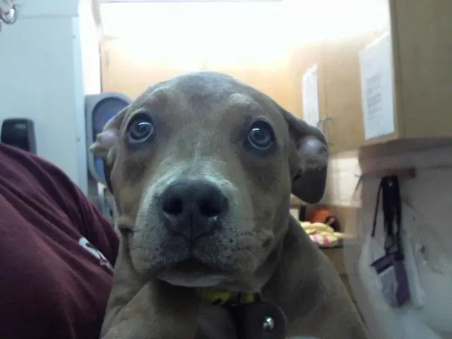 Elsie - Pit Bull Terrier