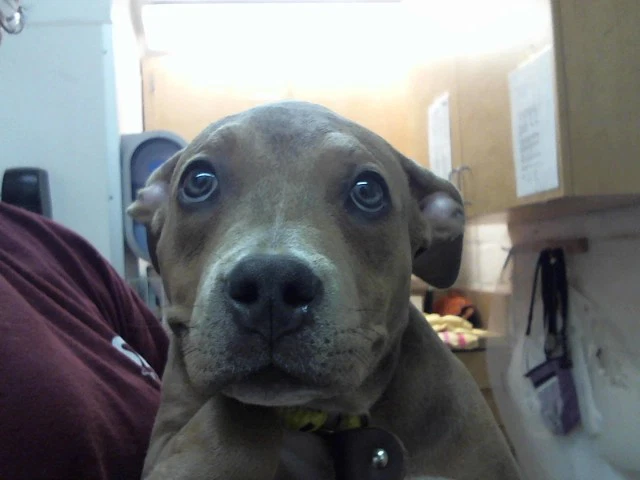 Elsie