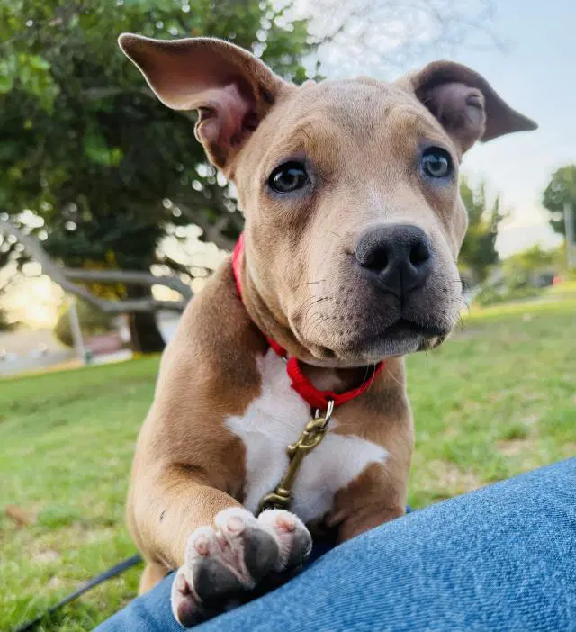 Elsie - Pit Bull Terrier