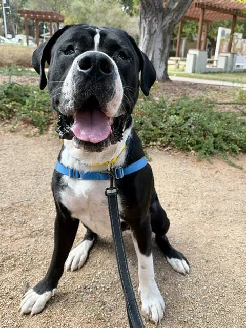 Biggie - Great Dane