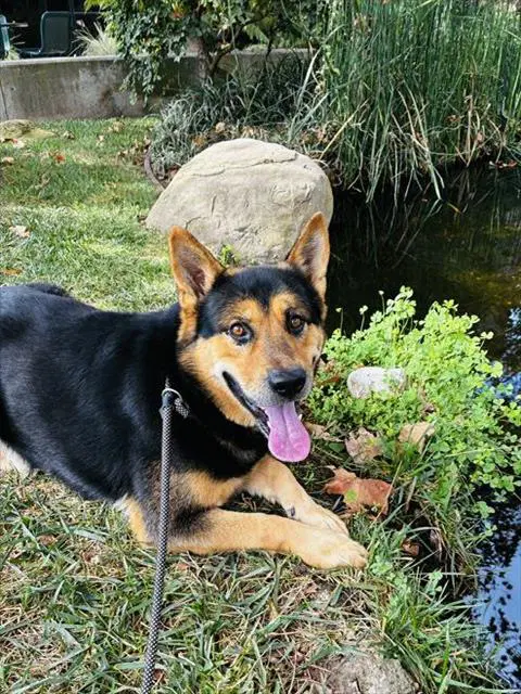 Maverick - German Shepherd Dog