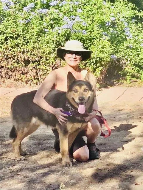 Maverick - German Shepherd Dog
