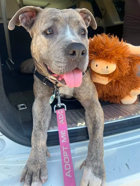 Peaches - Pit Bull Terrier