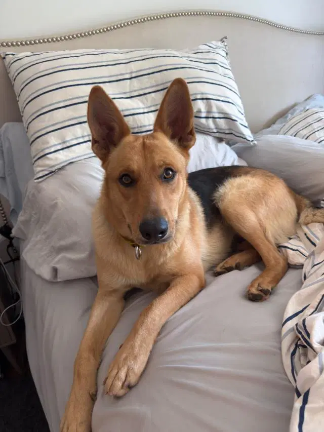 Rodney - German Shepherd Dog