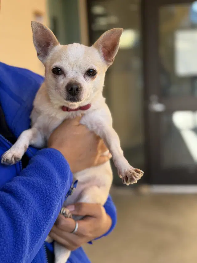 Lucy - Chihuahua