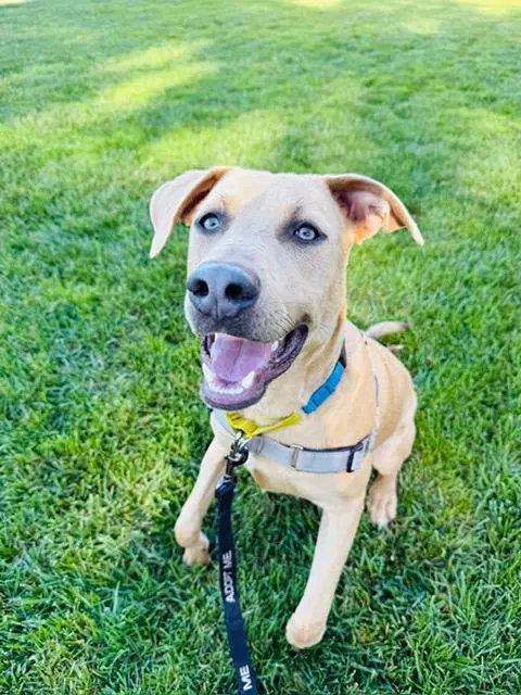 Bandit - Pit Bull Terrier