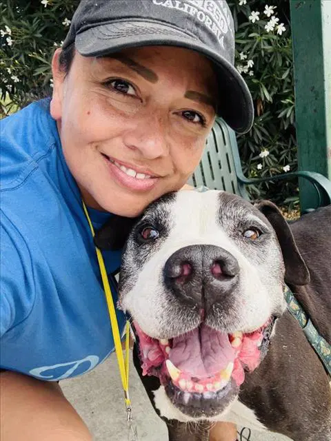 Joseph - Pit Bull Terrier