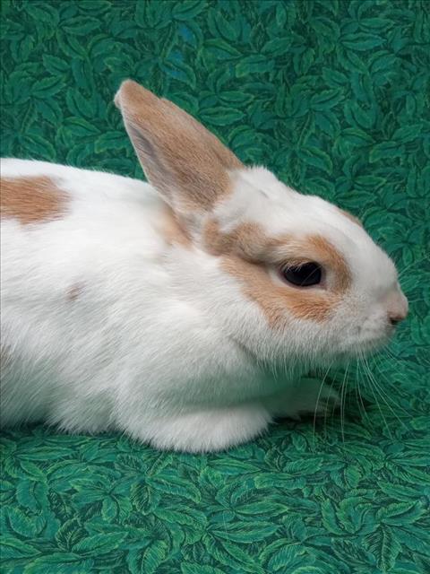 TINY TOT, a rabbit for adoption from Santa Barbara County Animal Services - Santa Barbara