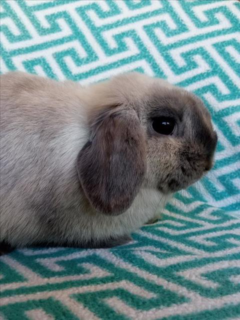 OPAL, a rabbit for adoption from Santa Barbara County Animal Services - Santa Barbara