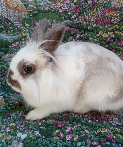 MADISON, a rabbit for adoption from Santa Barbara County Animal Services - Santa Barbara