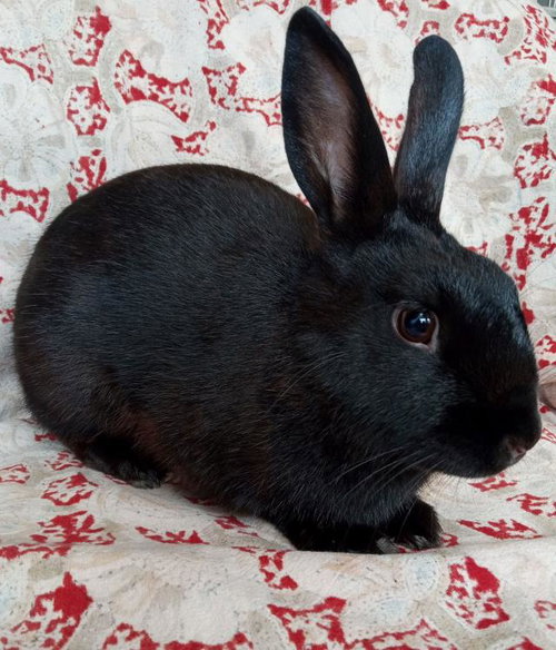 MAX, a rabbit for adoption from Santa Barbara County Animal Services - Santa Barbara