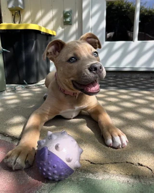 Korra - Pit Bull Terrier