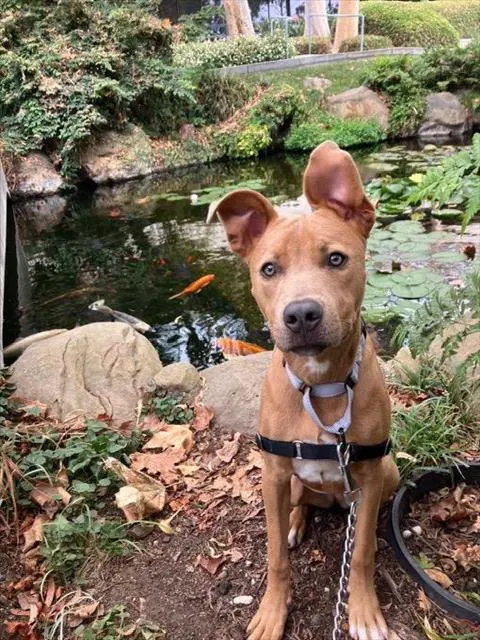 Korra - shepherd mix
