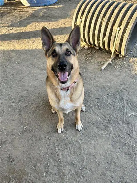 Harley - German Shepherd Dog