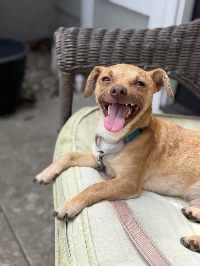 Kuzco - Chihuahua