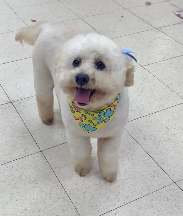 Frankie - Poodle (Toy)