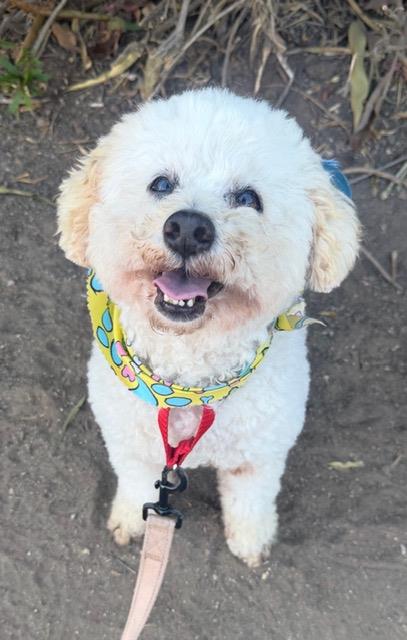FRANKIE, a dog for adoption from Santa Barbara County Animal Services - Santa Barbara