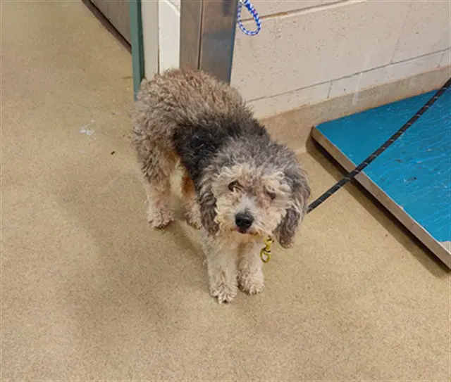 Cassie - Poodle (Miniature)