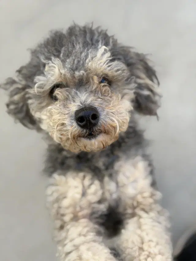 Cassie - Poodle (Miniature)