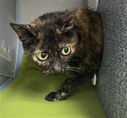 HEIDI, a cat for adoption from Santa Barbara County Animal Services - Santa Barbara