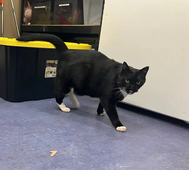 Jax - Domestic Short Hair