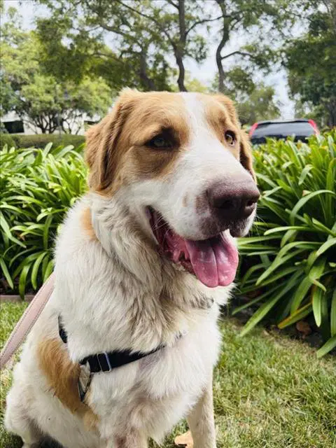 Benny - Saint Bernard