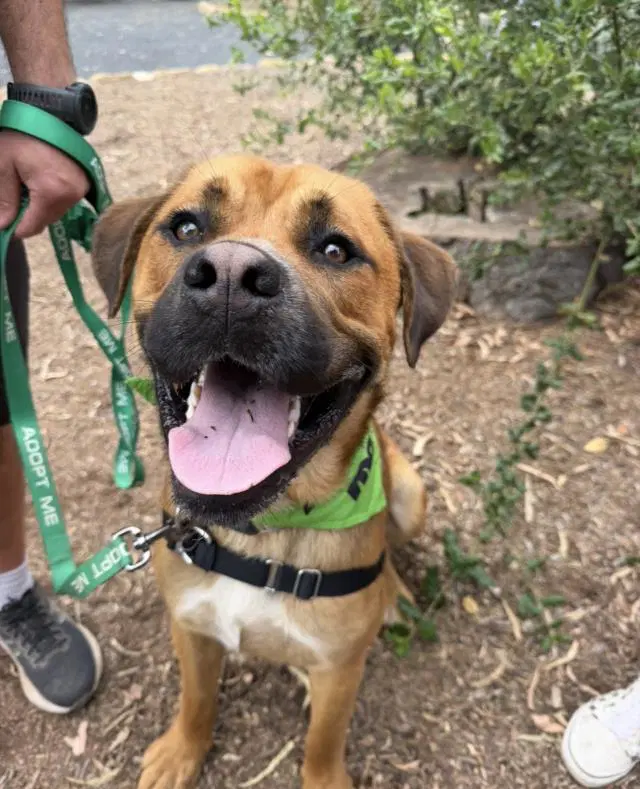 Philip - Mastiff–Rhodesian Ridgeback