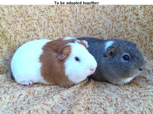 GRAYSON, a guinea pig for adoption from Santa Barbara County Animal Services - Santa Barbara