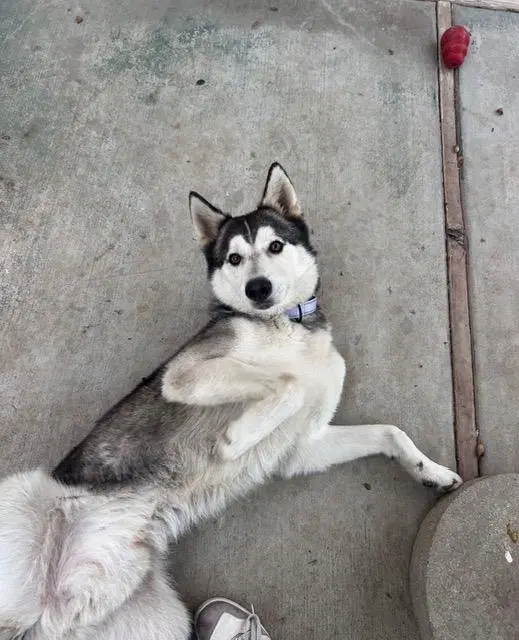 Kipper - Siberian Husky