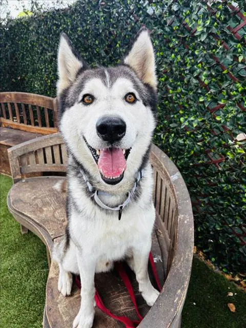 Kipper - Siberian Husky
