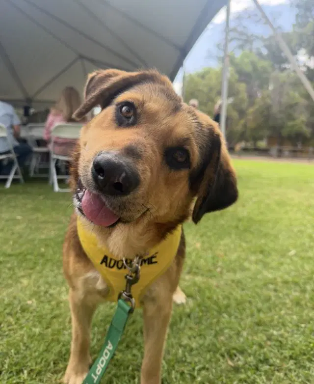 Barbra - Rottweiler