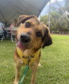 BARBRA — Santa Barbara, CA Adoption