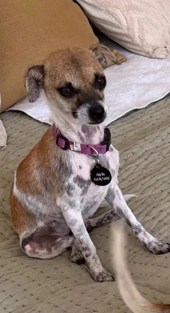 Yzma - Chihuahua