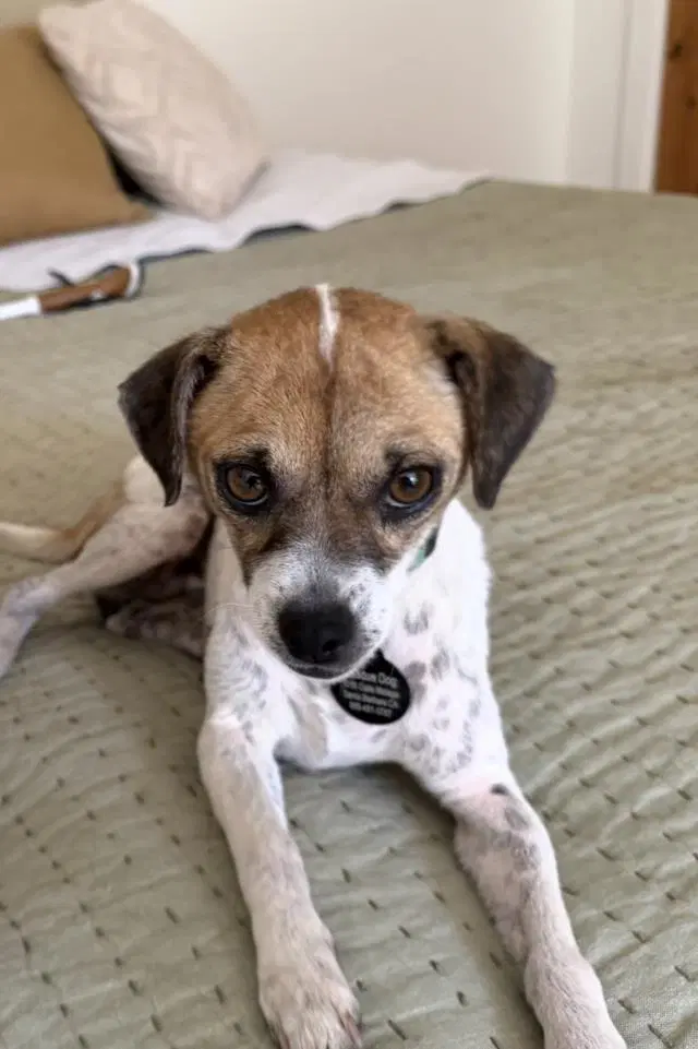 Maria - Chihuahua