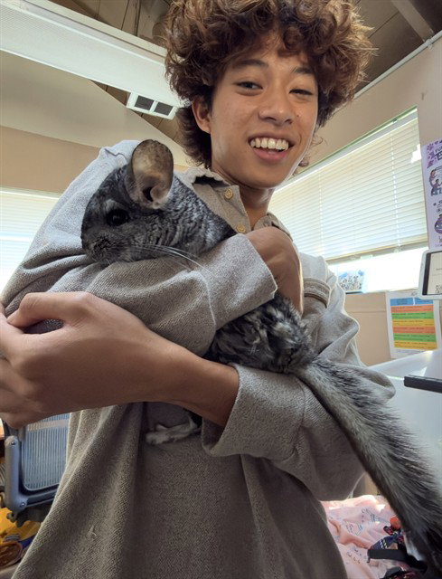 BEN, a chinchilla for adoption from Santa Barbara County Animal Services - Santa Barbara