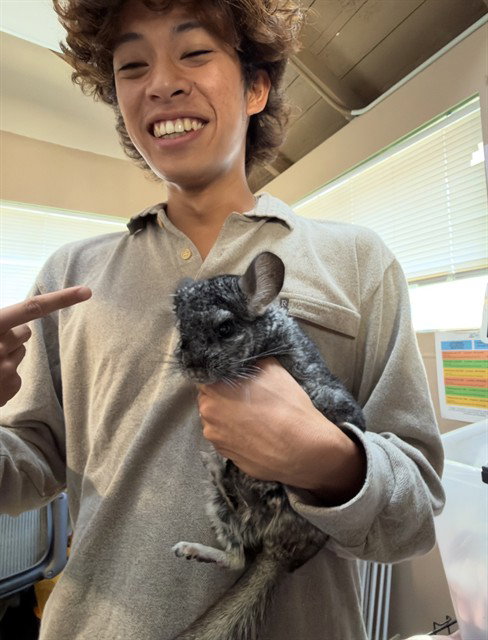JERRY, a chinchilla for adoption from Santa Barbara County Animal Services - Santa Barbara