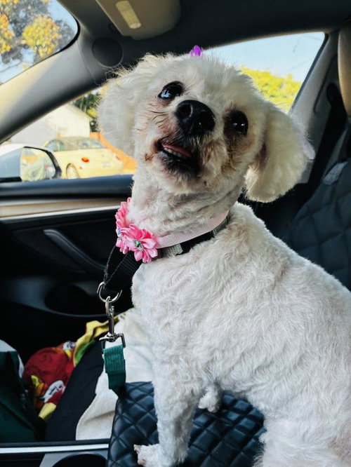 CRISSY, a dog for adoption from Santa Barbara County Animal Services - Santa Barbara