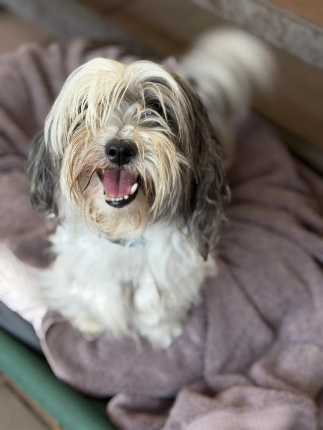 James, Shih Tzu